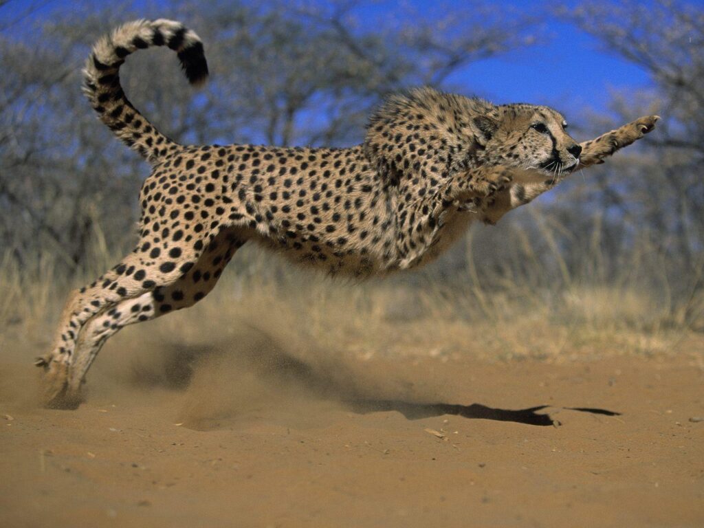 Pix For – Cheetah Wallpapers