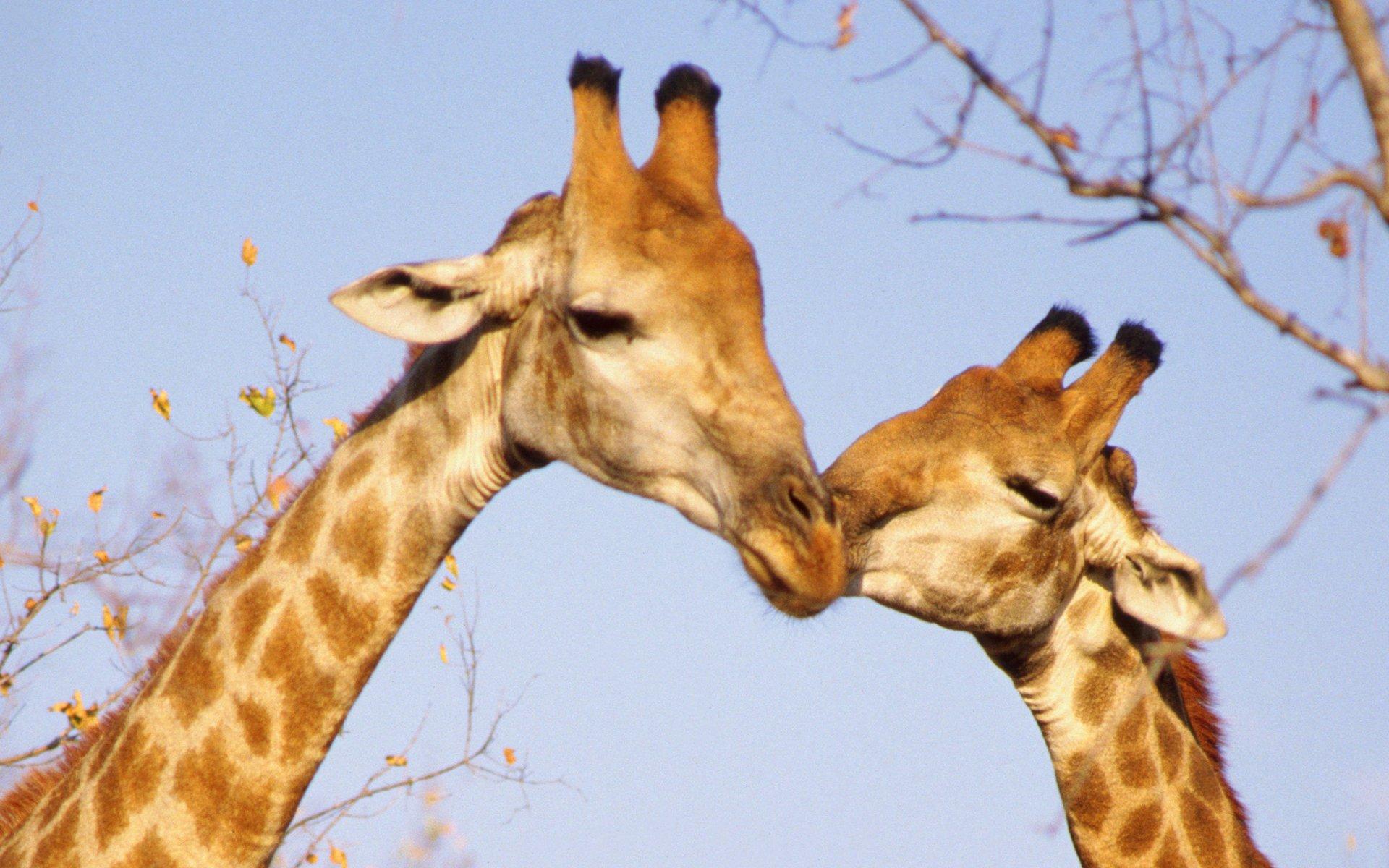 Giraffe Wallpapers