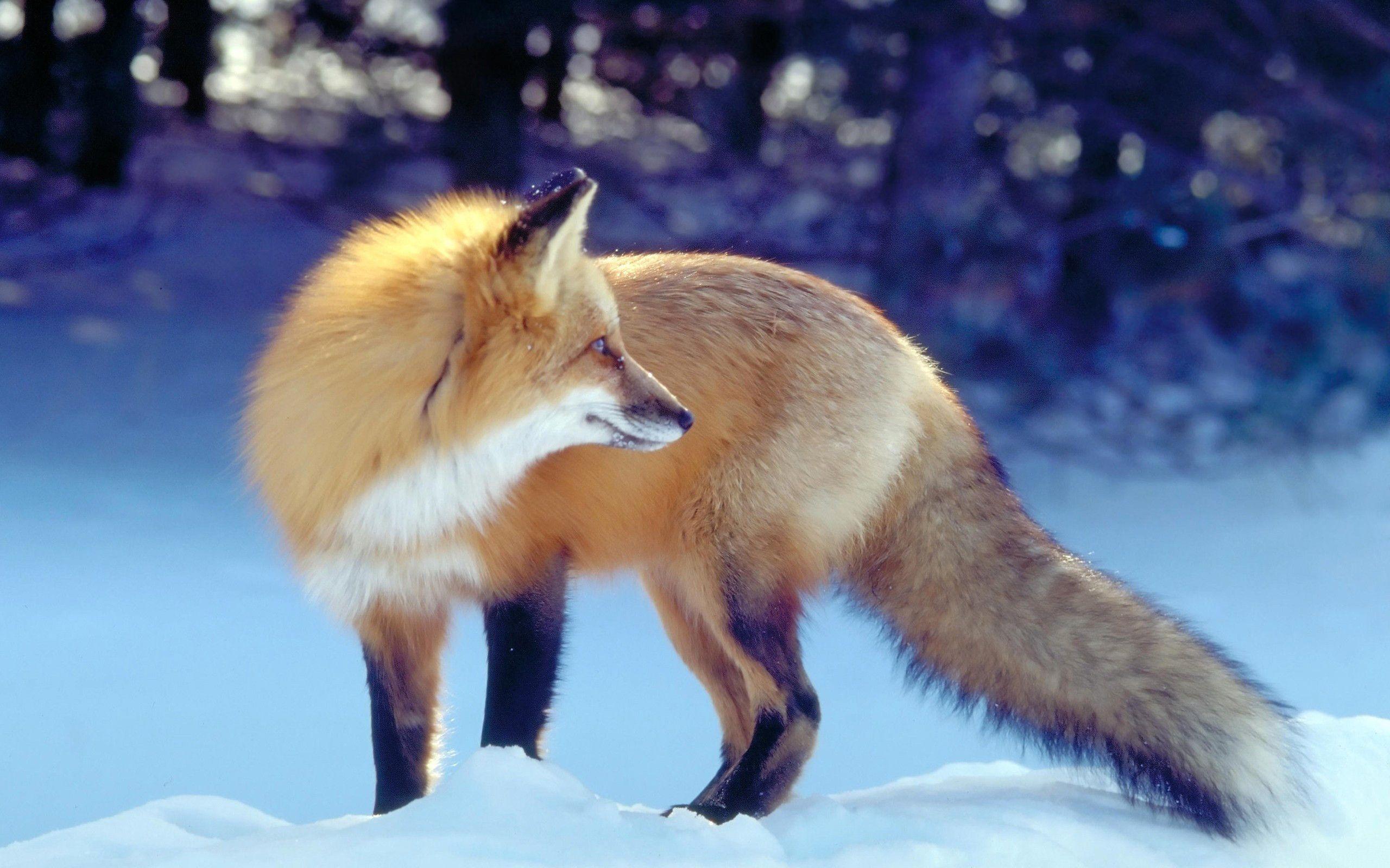 Red Fox in Snow Wallpapers