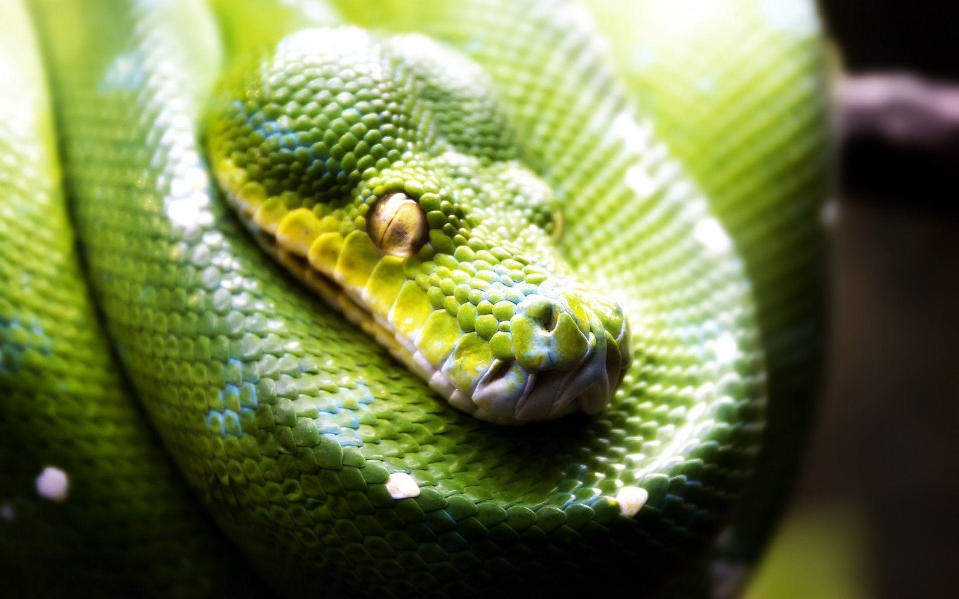 Green snake wallpapers