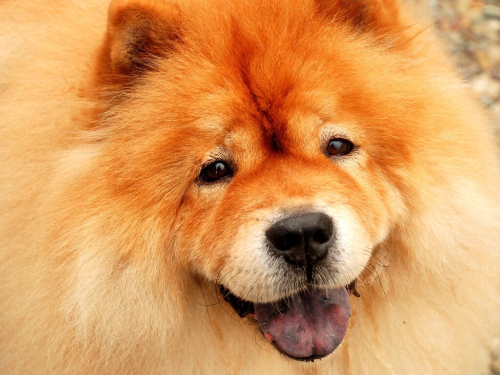 Computer wallpapers for chow chow