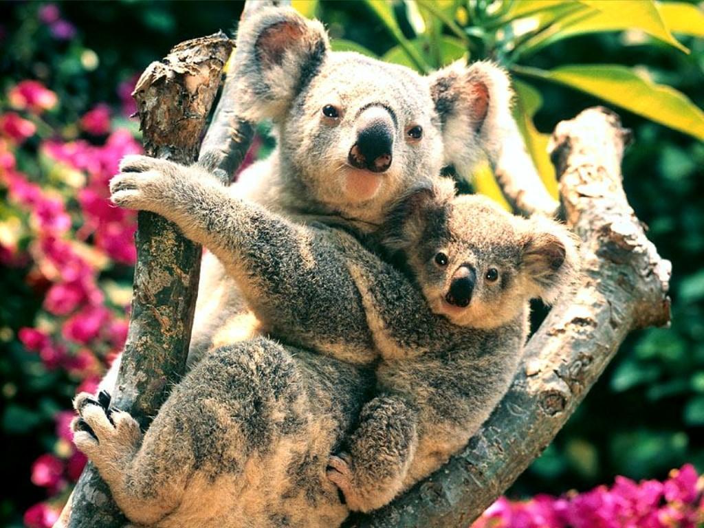 Cute Koala Wallpapers