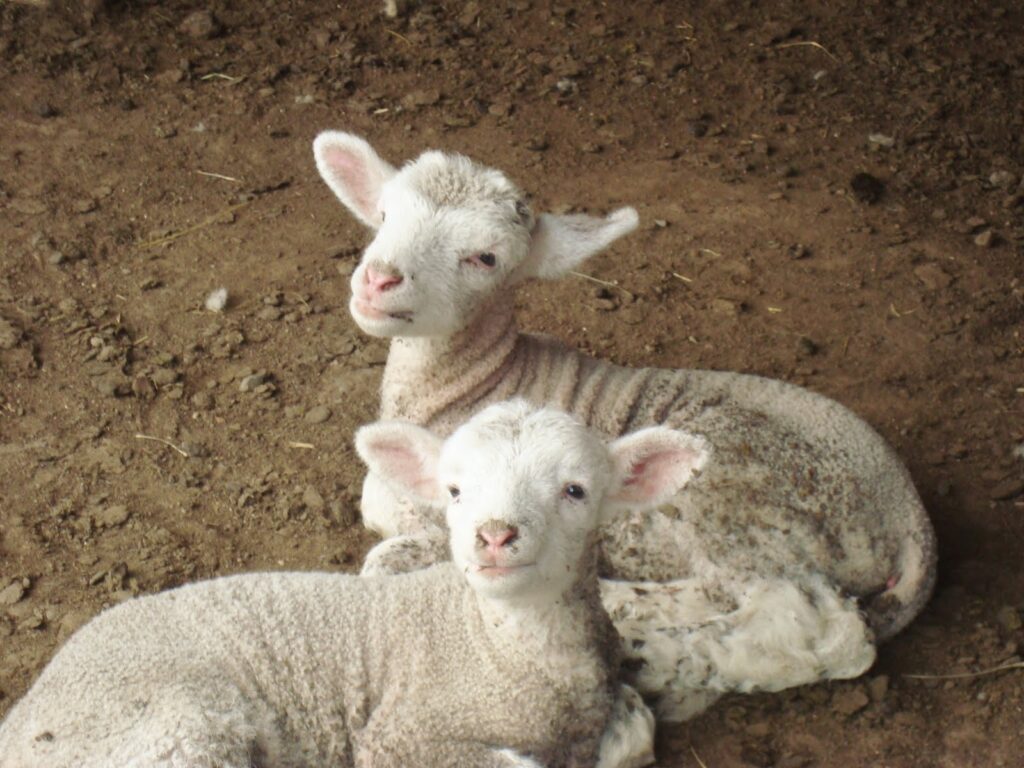 Baby sheep wallpapers