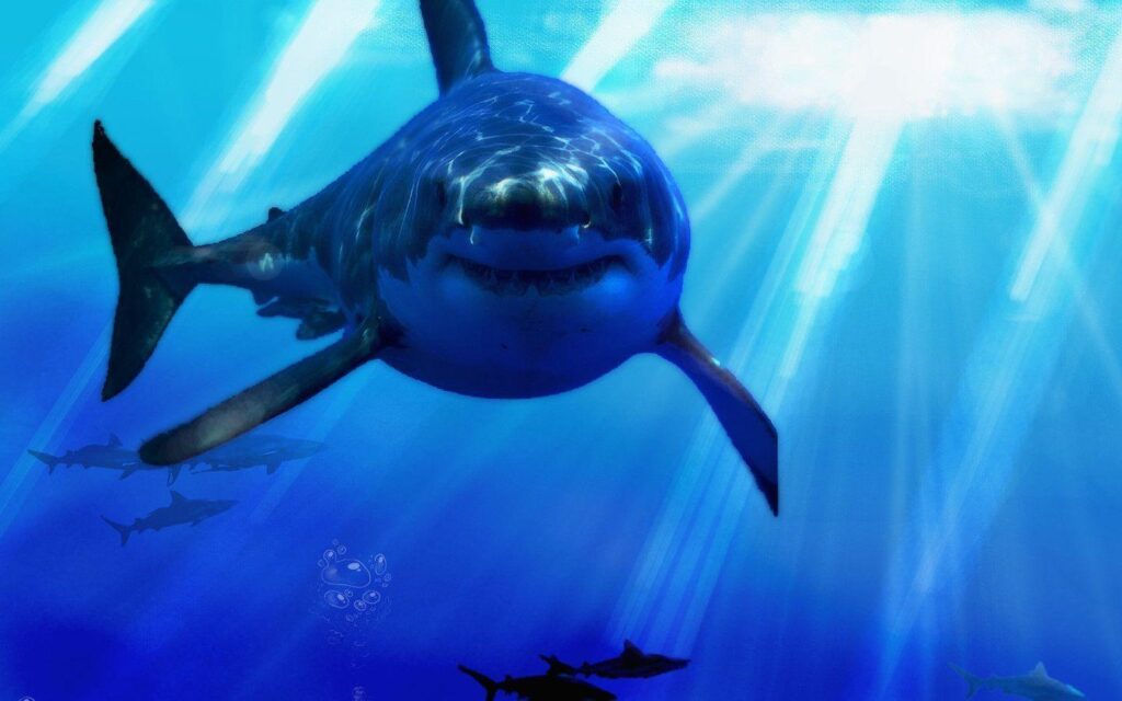 Shark Wallpapers