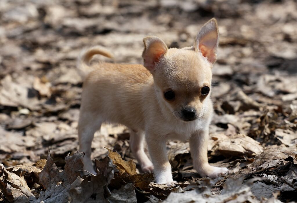 Chihuahua puppy on leaves wallpapers and Wallpaper