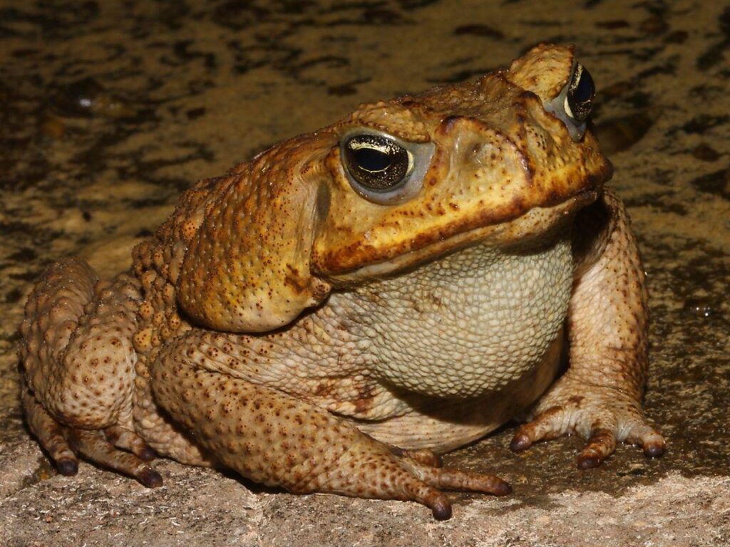 women as toads