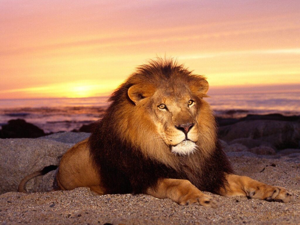 Lion Animal Wallpapers Desk 4K Pictures 2K Wallpapers