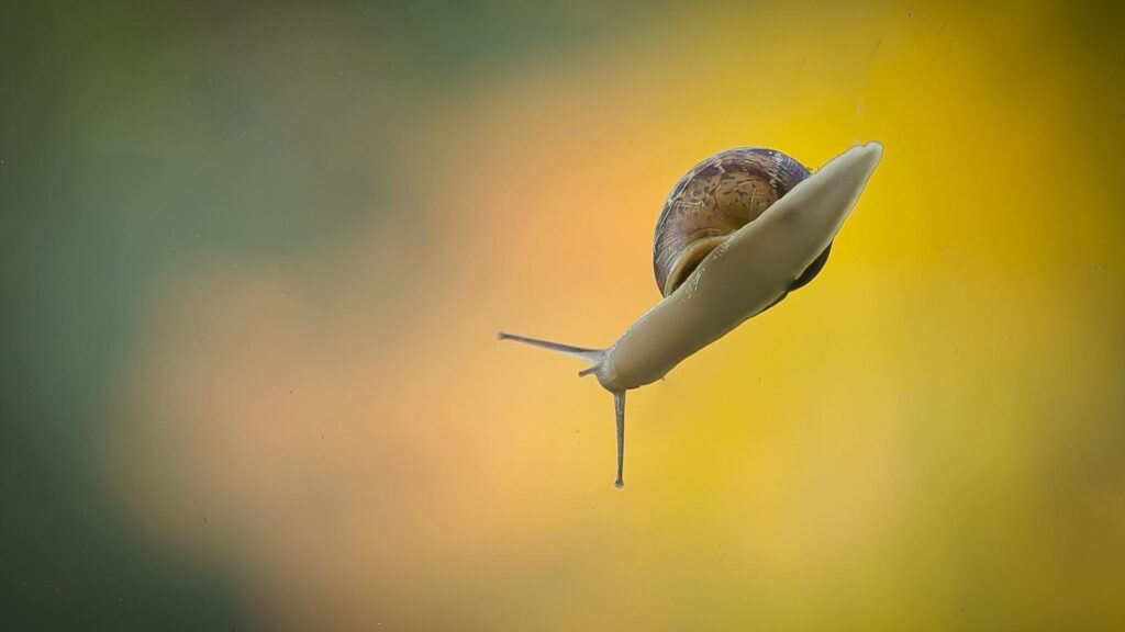 Animals snails blurred backgrounds gradient wallpapers