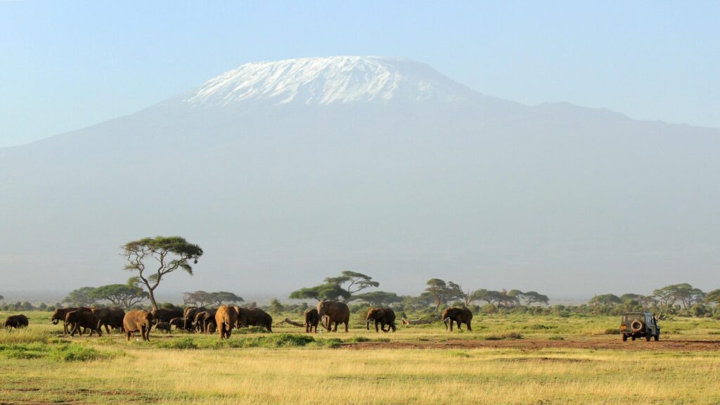 Kilimanjaro Safari 2K desk 4K wallpapers Widescreen High