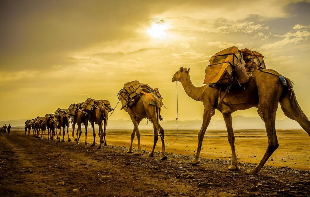 Wallpapers sunset, camels, caravan Wallpaper for desktop