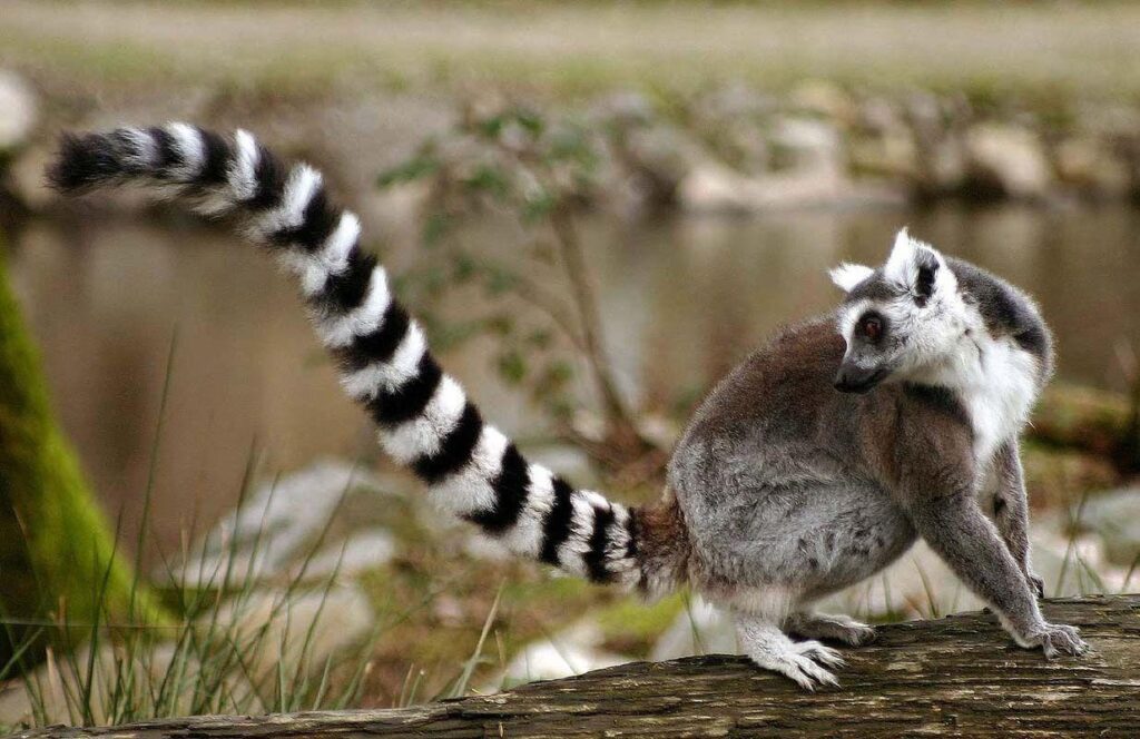 Awesome Tailed Lemurs 2K Wallpapers