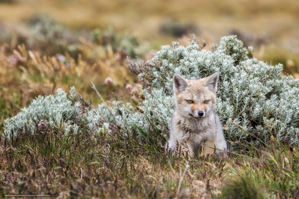 Download wallpapers fox, Tierra del Fuego, fox free desk 4K wallpapers