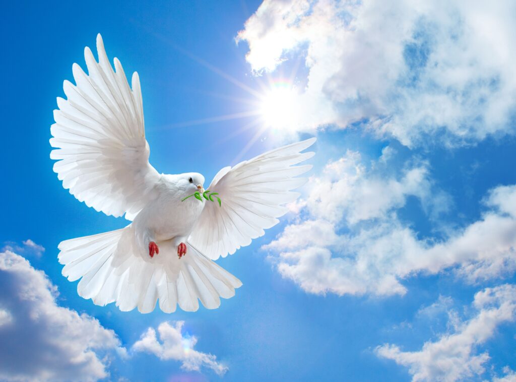 Peace Dove Wallpapers