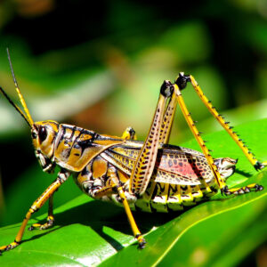 Bush Crickets