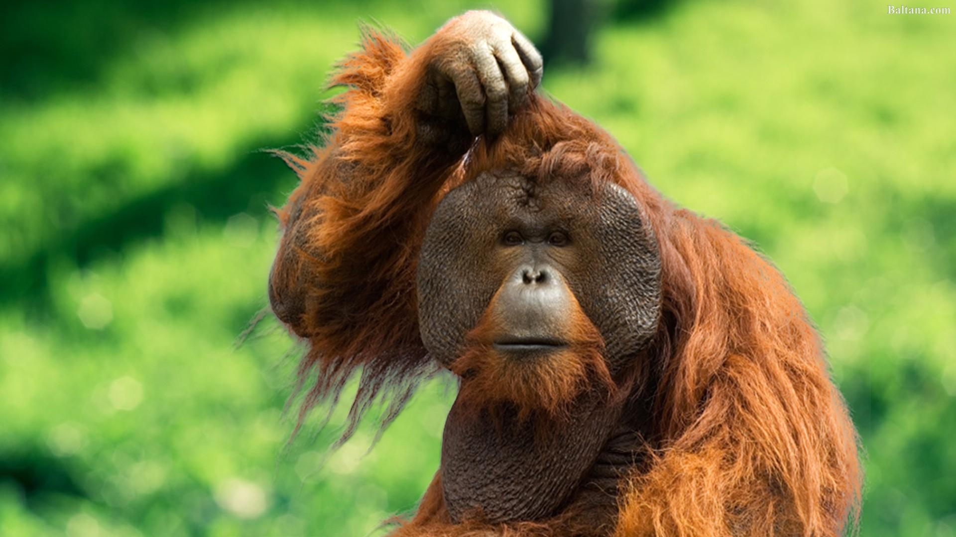 Orangutan Wallpapers 2K Backgrounds, Wallpaper, Pics, Photos Free