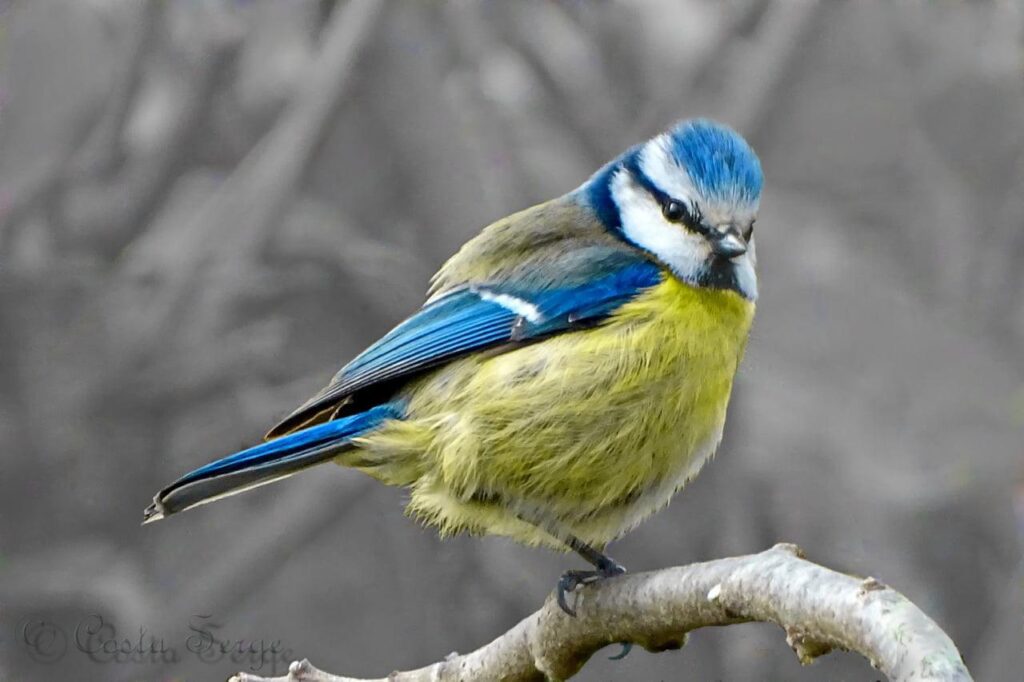 Blue, white, and yellow Finch 2K wallpapers
