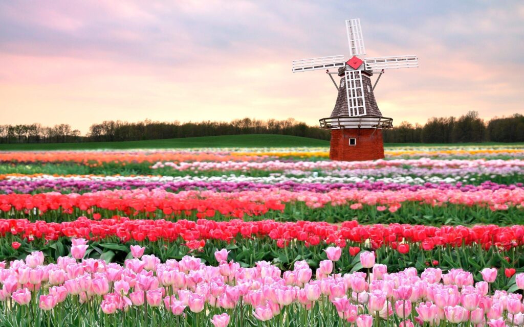 Tulip Field Wallpapers Group