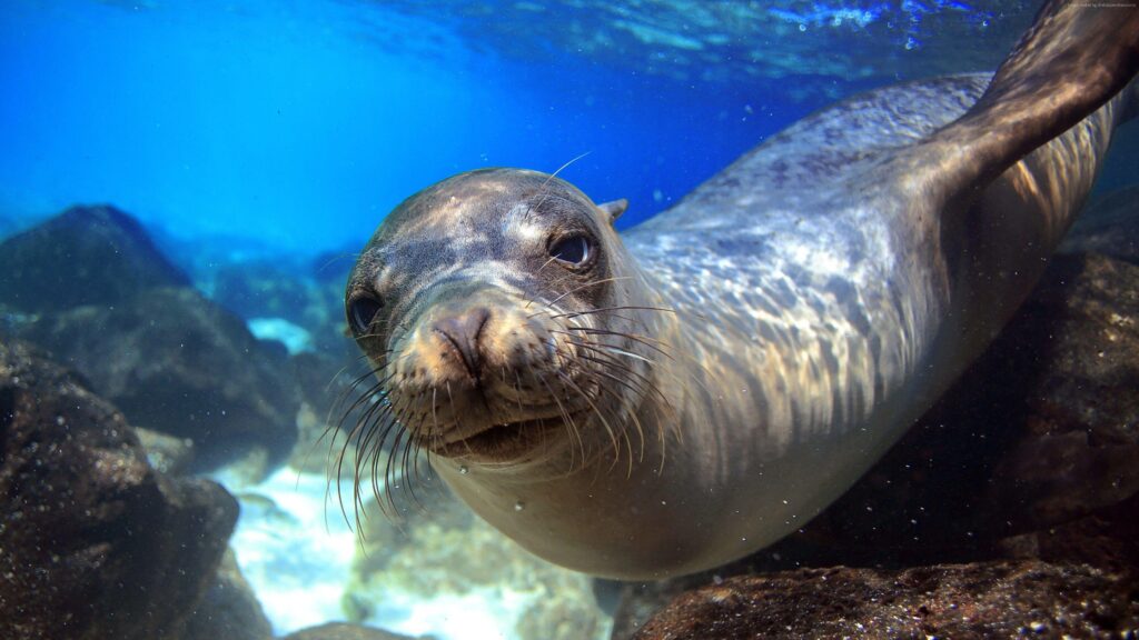 K Wallpapers Sea Lion Galapagos Island Ecuador Underwater Close Up