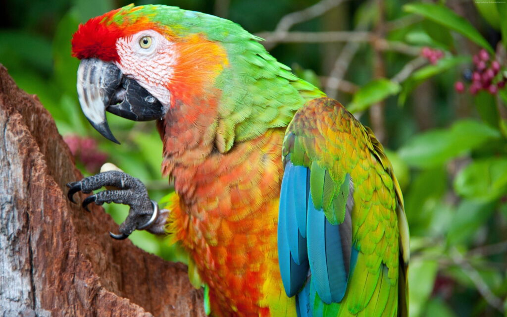 Green Red Macaw Wallpapers