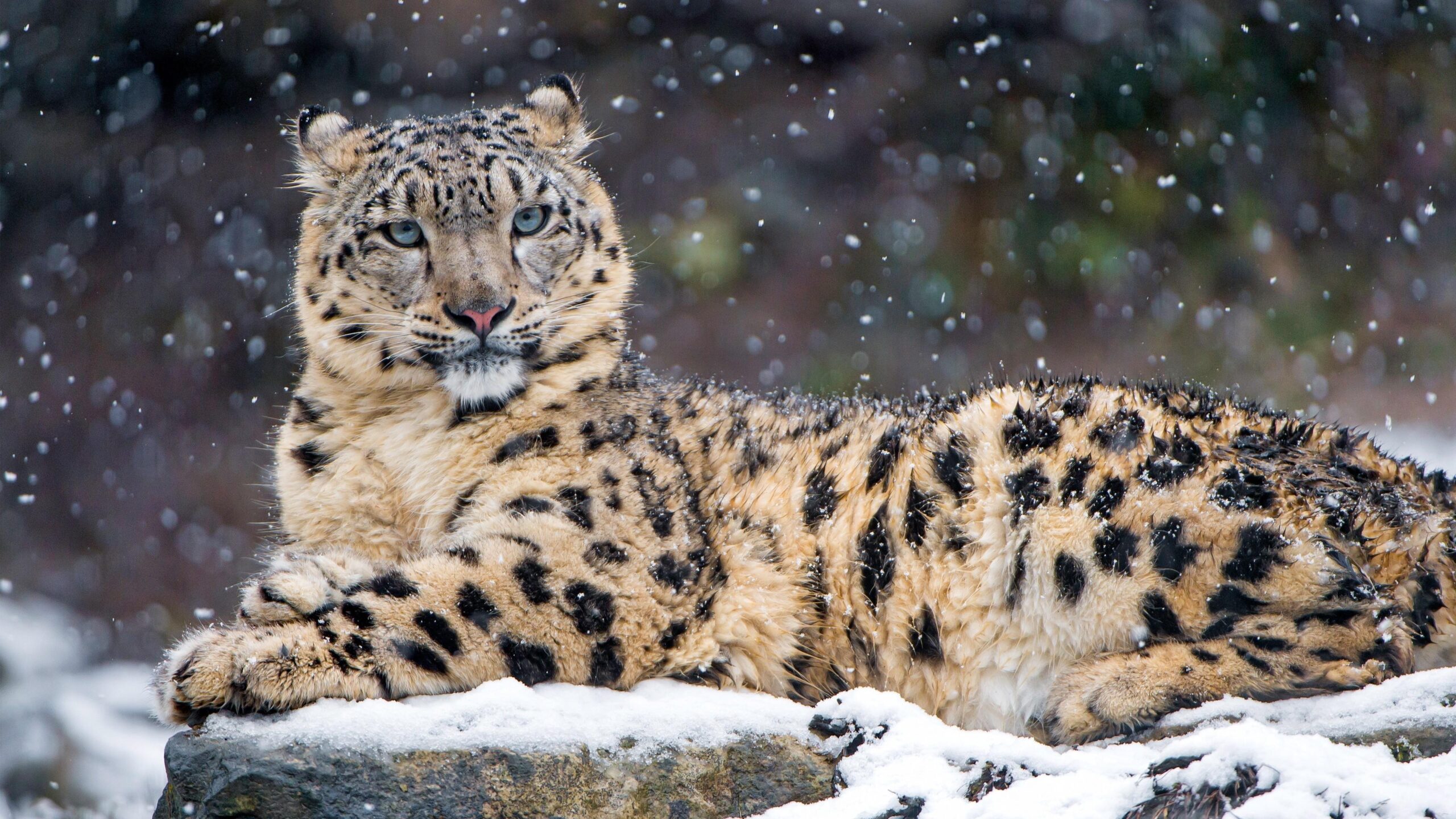 animals snow leopards leopard wallpapers