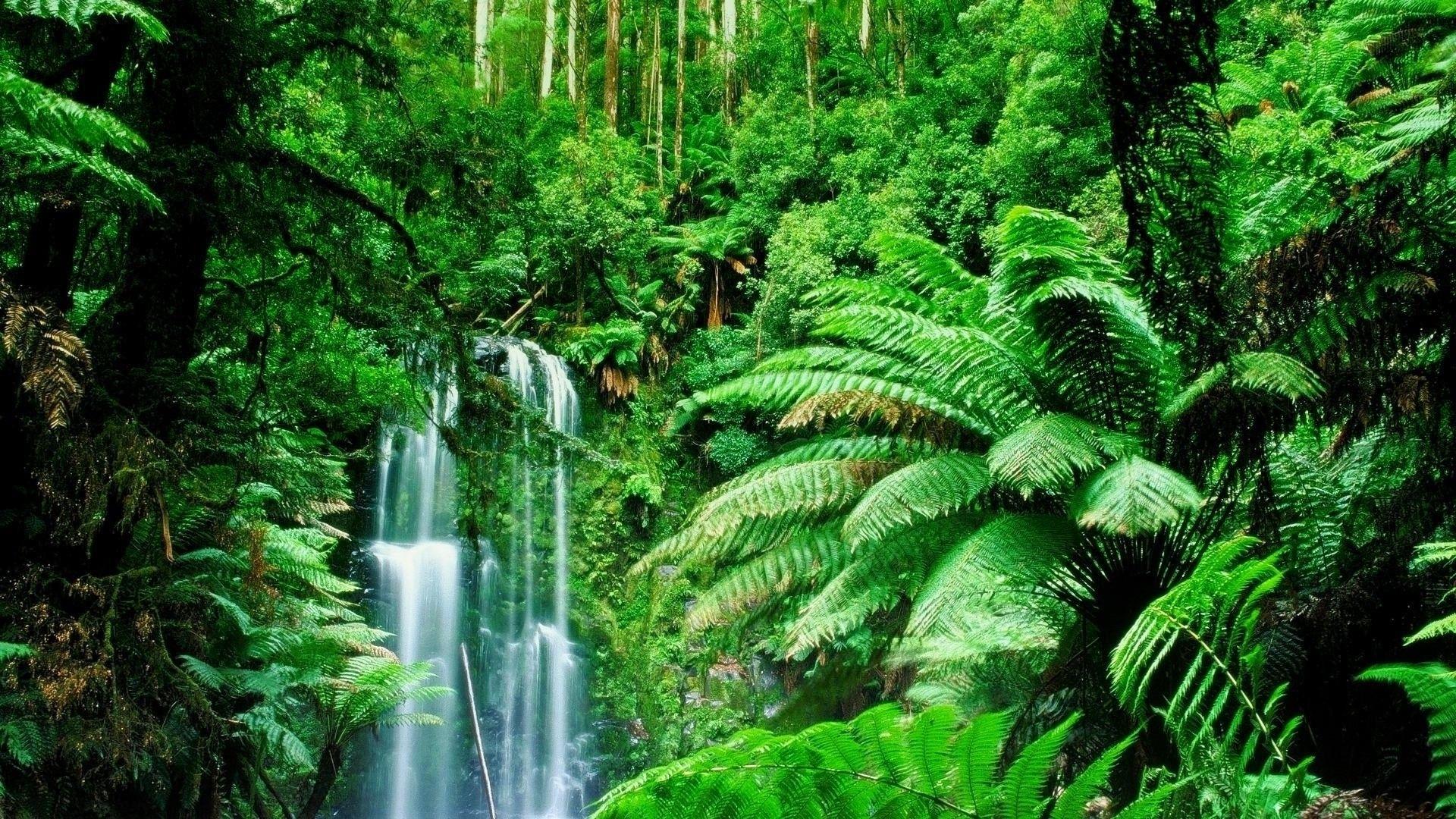 Amazon Rainforest, Feel the Rainfall of Leaves
