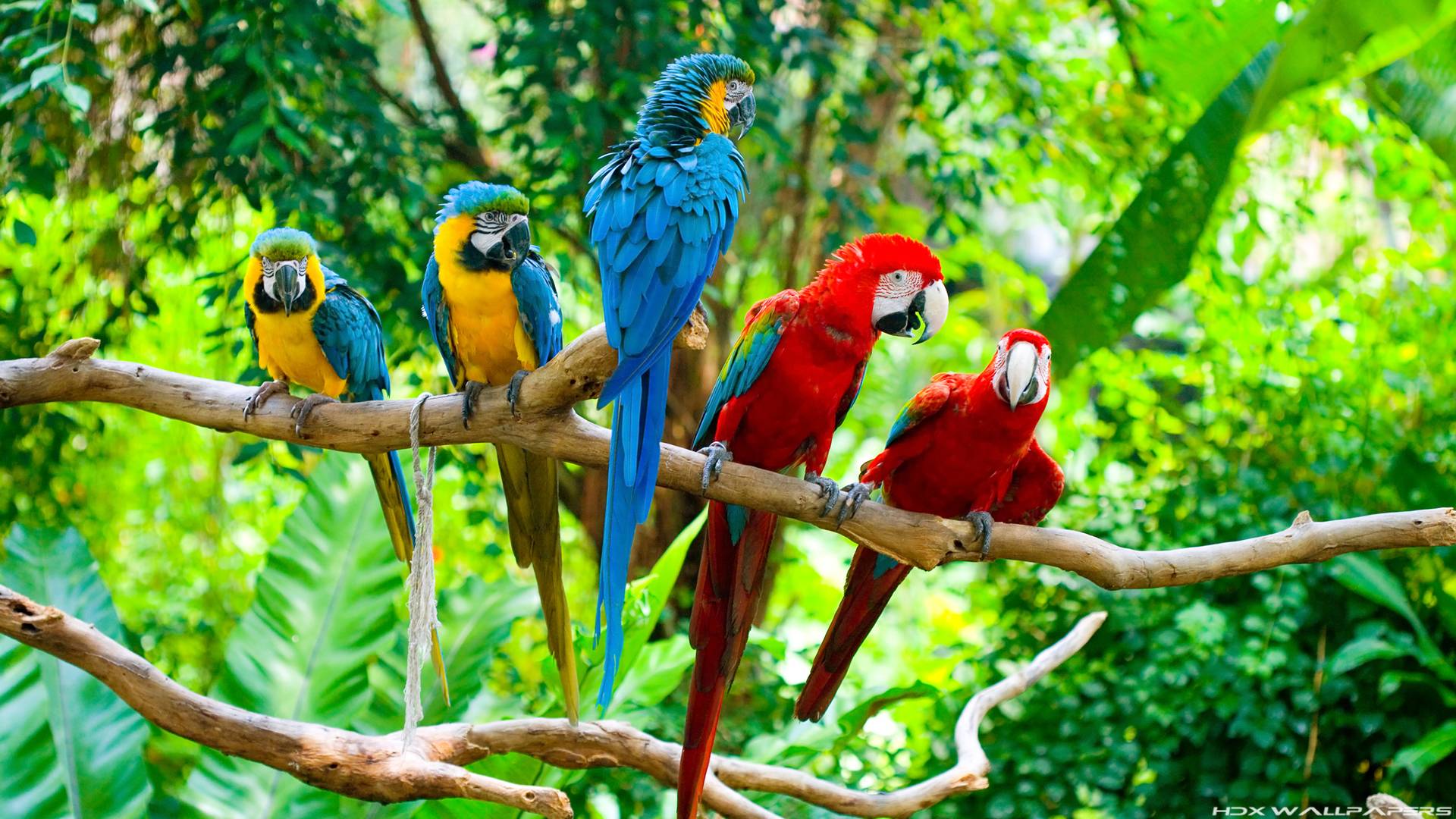 Wallpaper For &gt| Blue Macaw Parrot Wallpapers