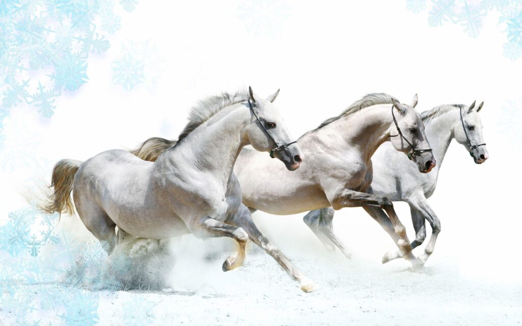 Wallpapers For – White Horse Wallpapers