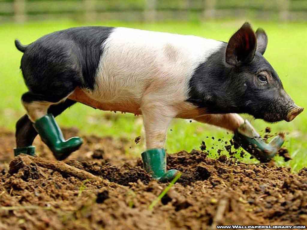 Baby Pig Wallpapers 2K Wallpapers in Animals