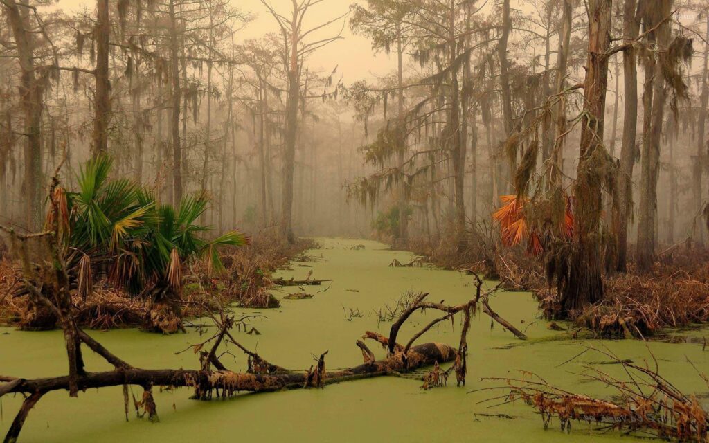 Louisiana swamp wallpapers