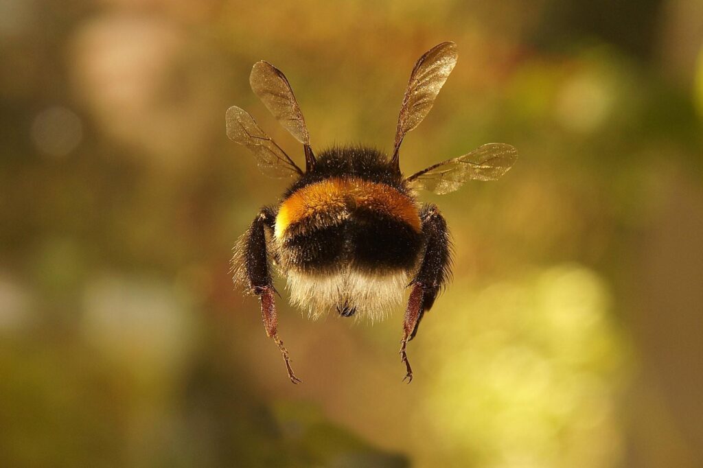 Bumblebee Wallpapers