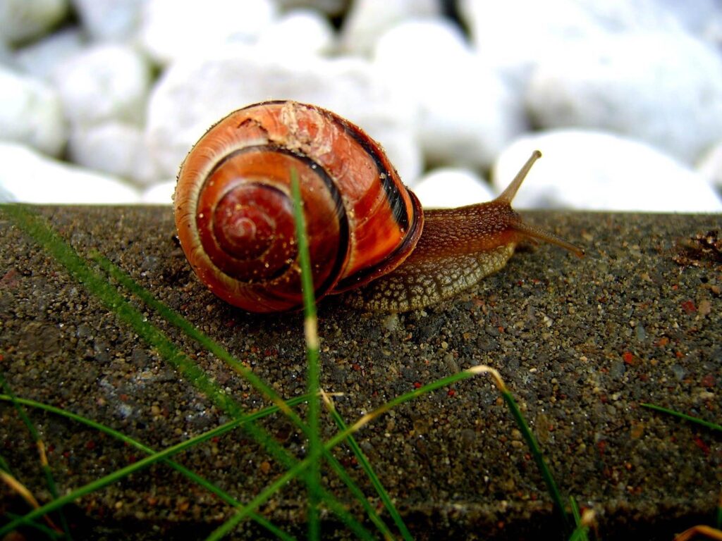 Snail Wallpapers and Backgrounds