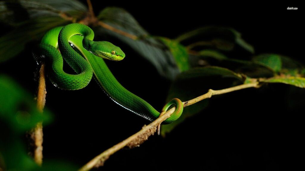 Pit Viper Snake Wallpapers