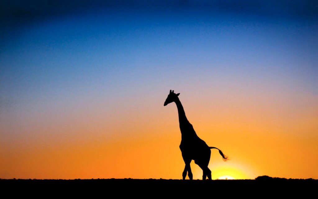 Sunset & Giraffe Botswana Wallpapers
