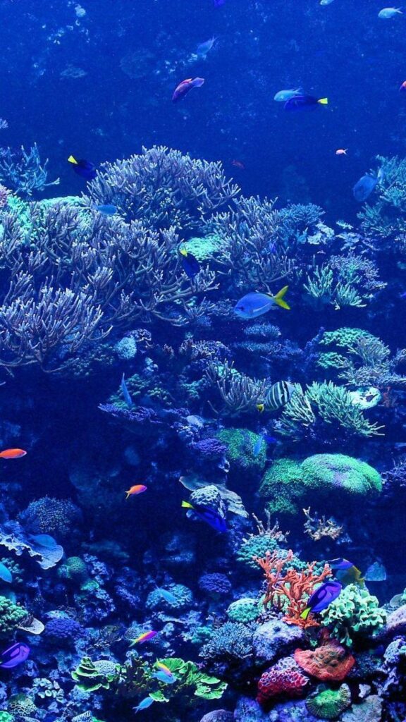 Free Underwater 2K Wallpapers Scuba Diving Reviews Blog