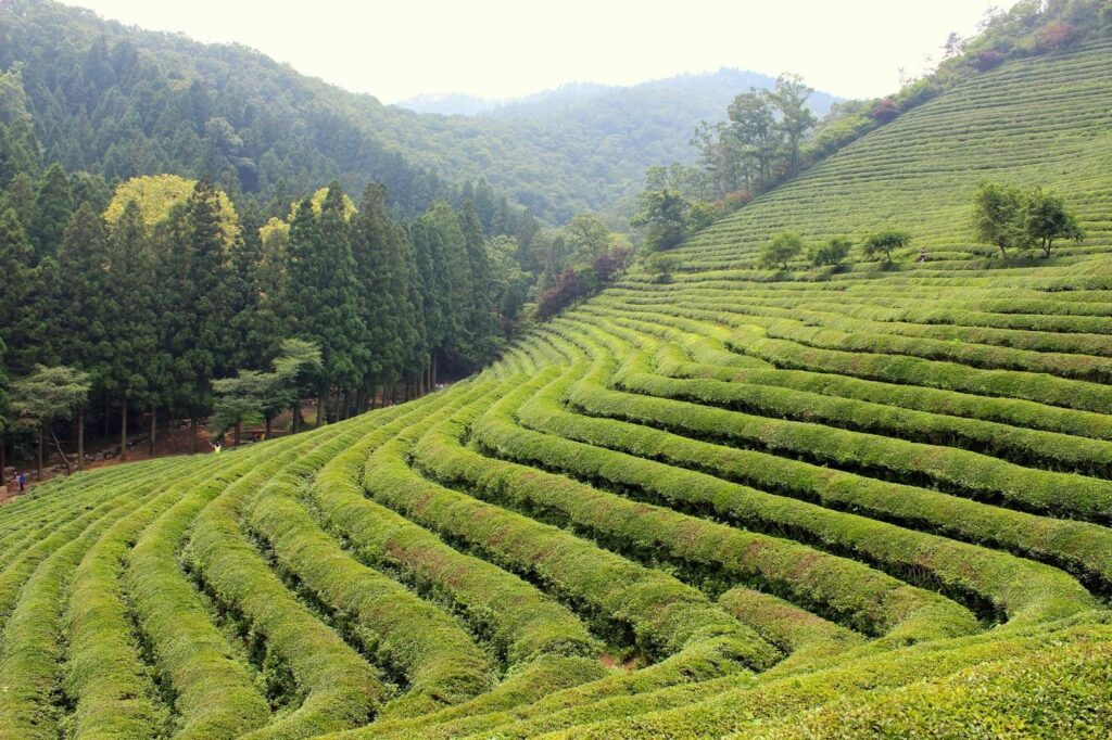 Daehan Dawon Tea Plantation, South Korea