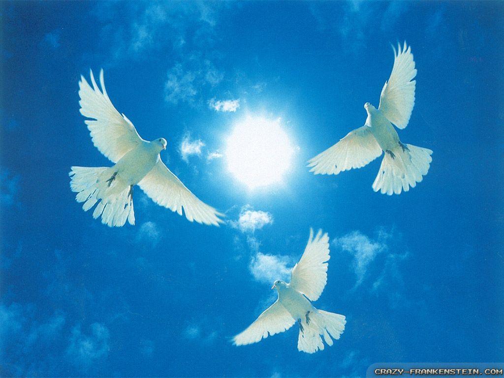 Love Doves wallpapers