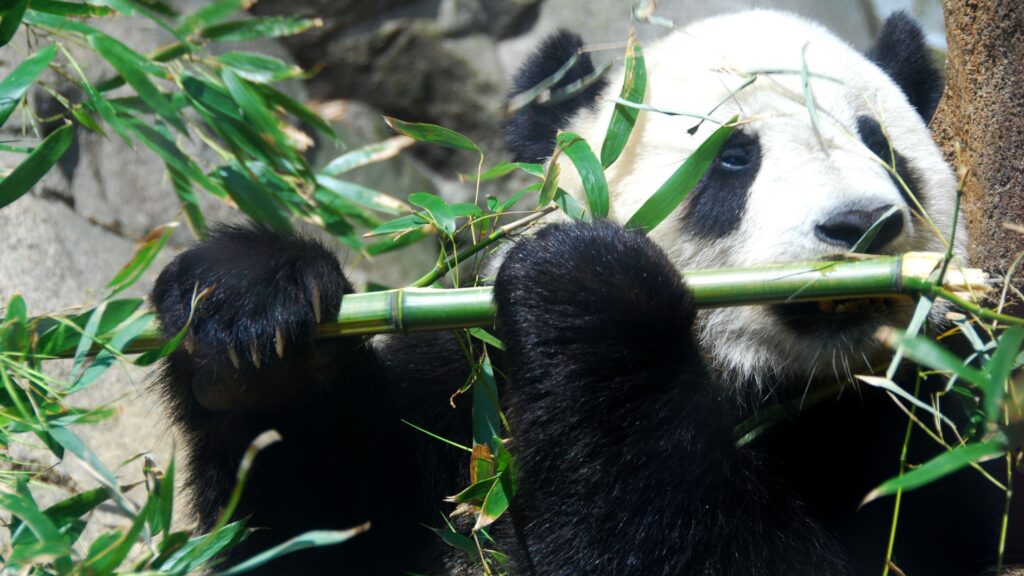 Panda bear playing flute wallpapers