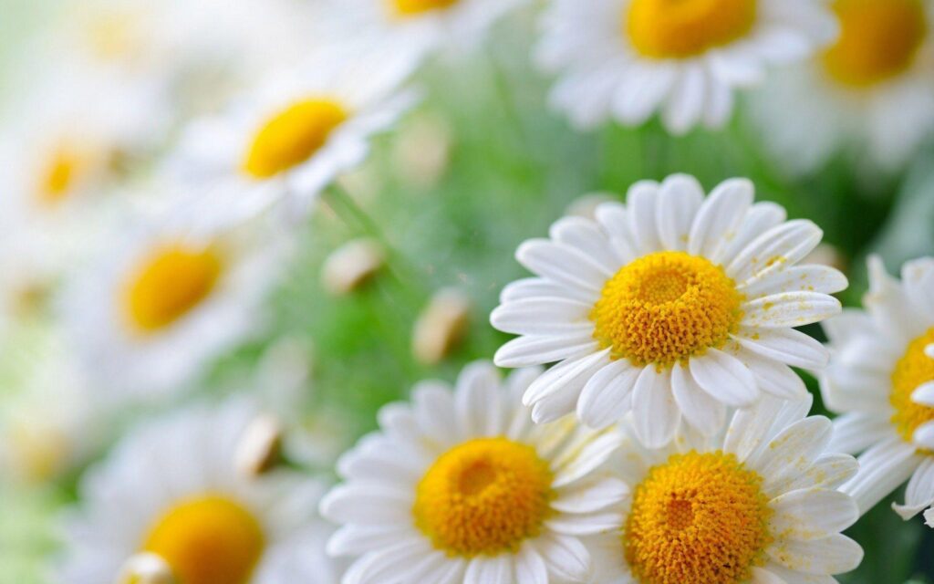 Wallpapers For – White Daisy Wallpapers