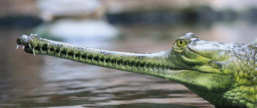 Download wallpapers gharial, head, nose, long