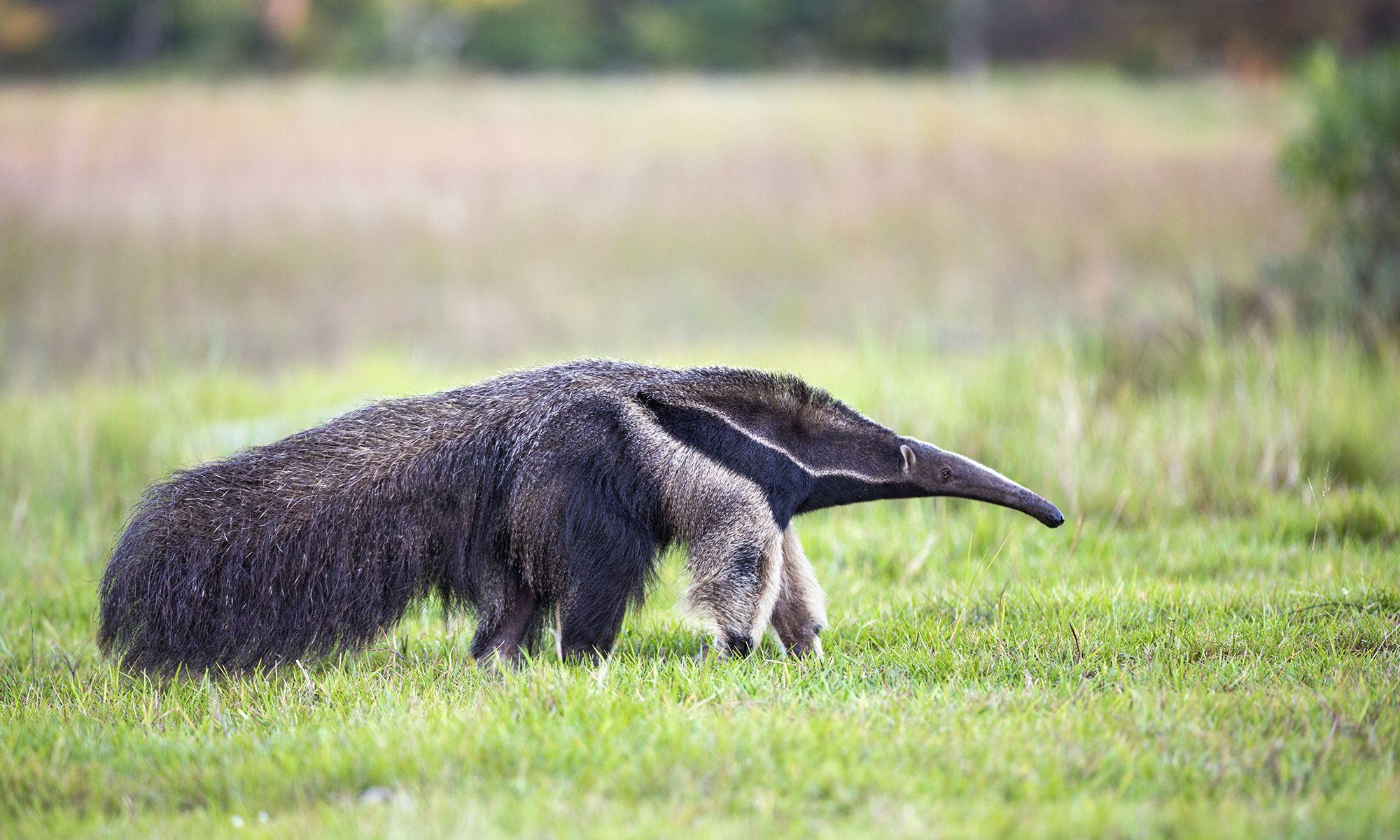 Aardvark Photo