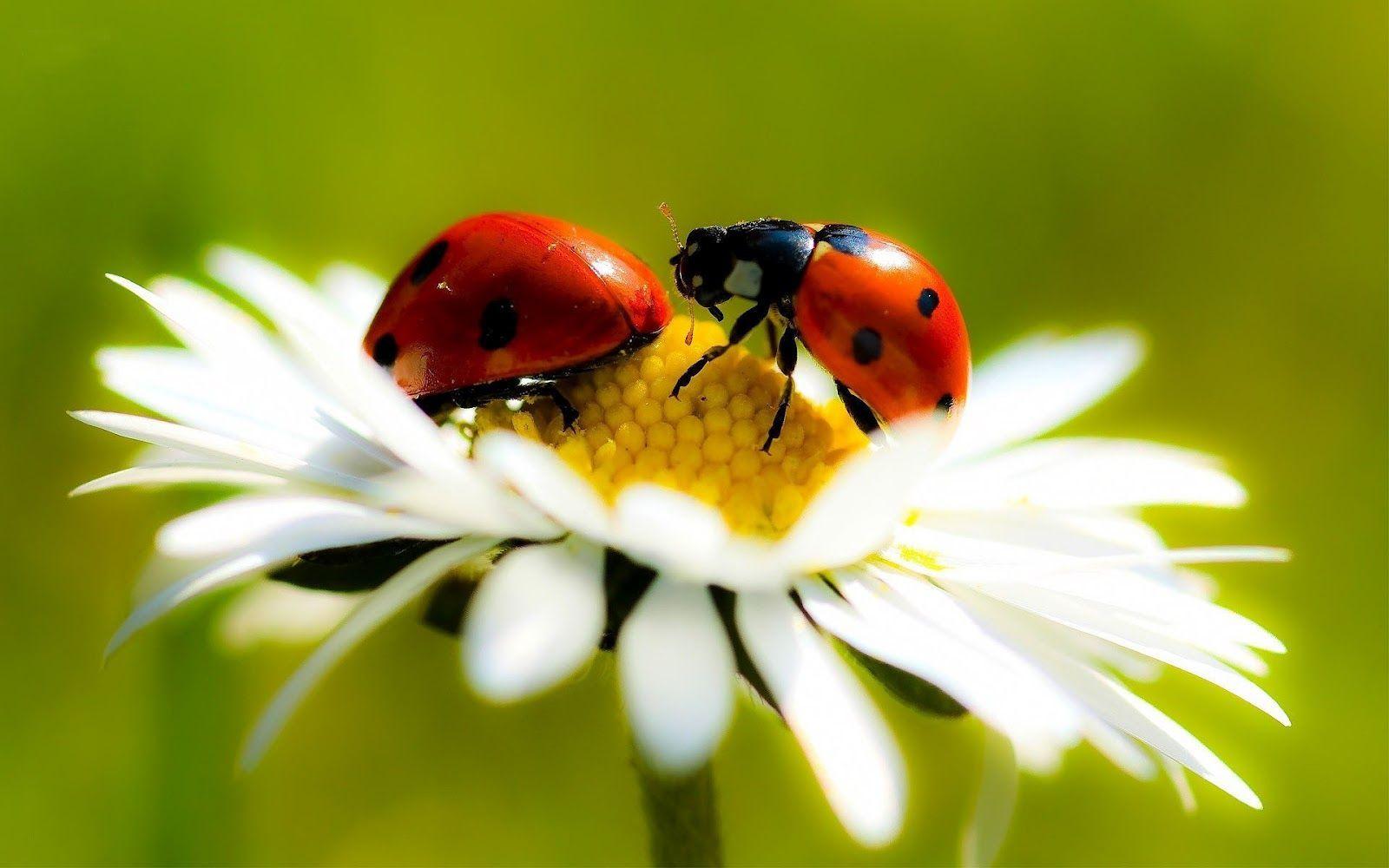 Wallpaper of ladybugs