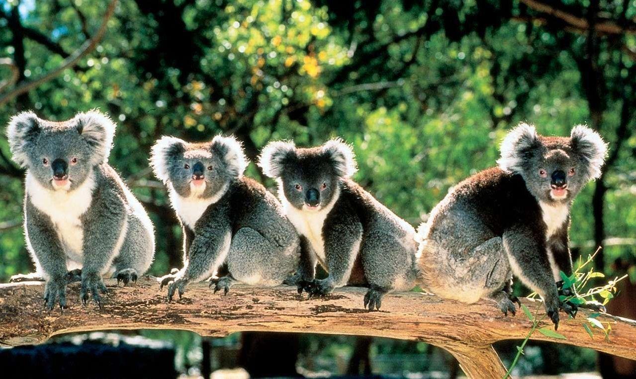 Cute Koala Bears in Trees Australia ×