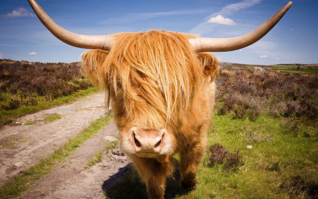 Highland Cattle 2K Wallpapers