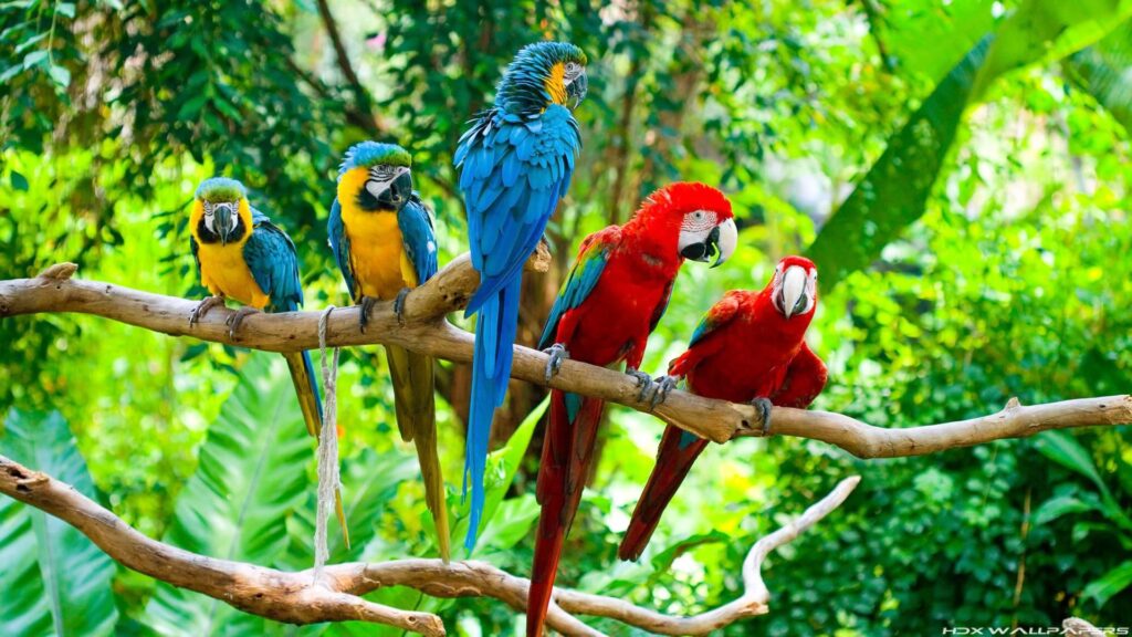 Tropical Parrot Wallpapers Fresh Macaw Parrot Wallpapers