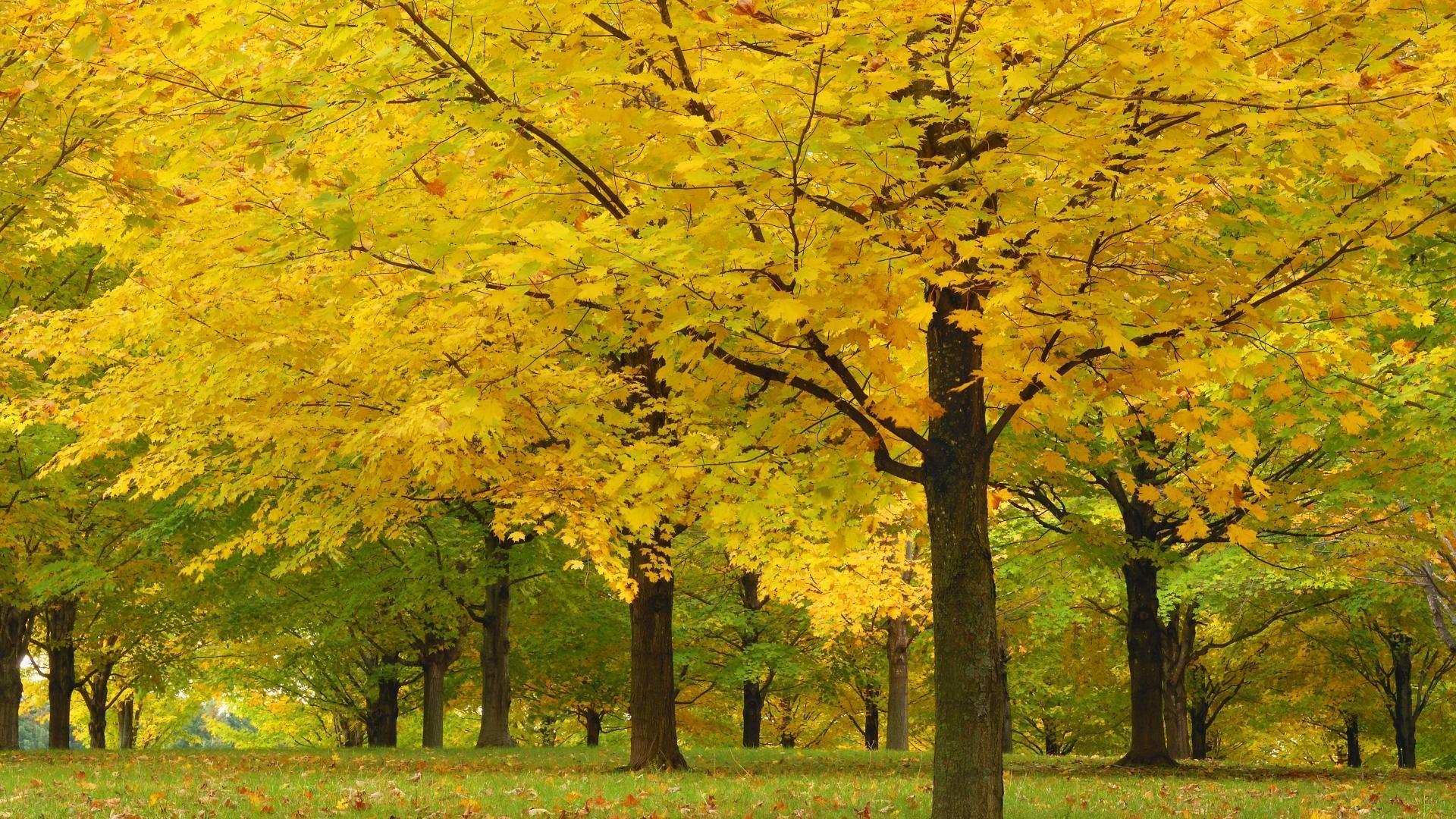 Acer parks trees vermont wallpapers