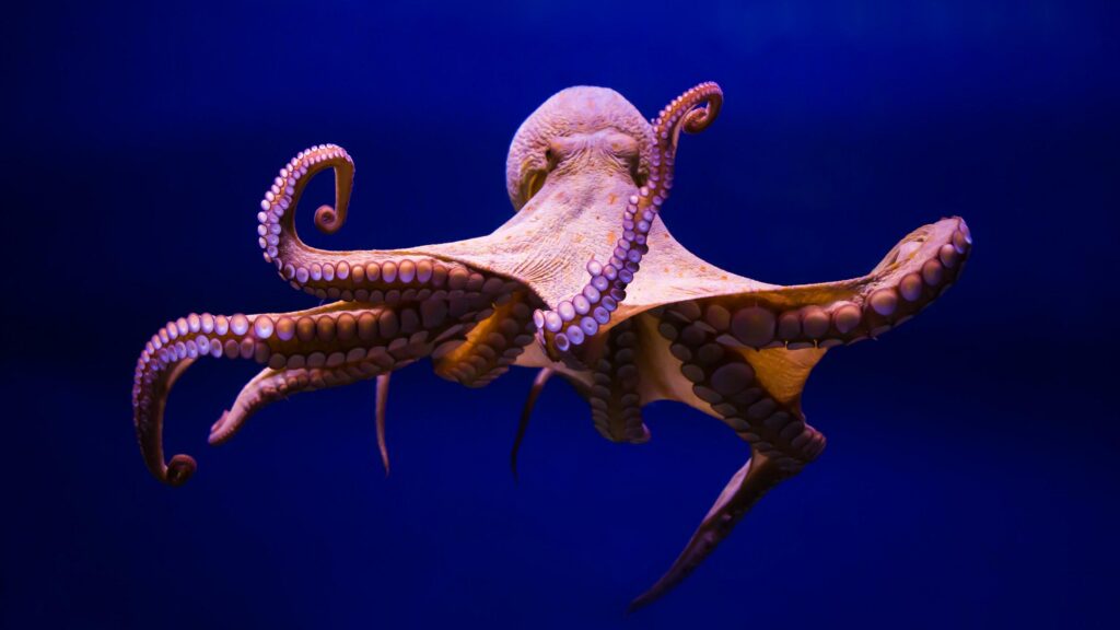 Octopus K UltraHD Wallpapers