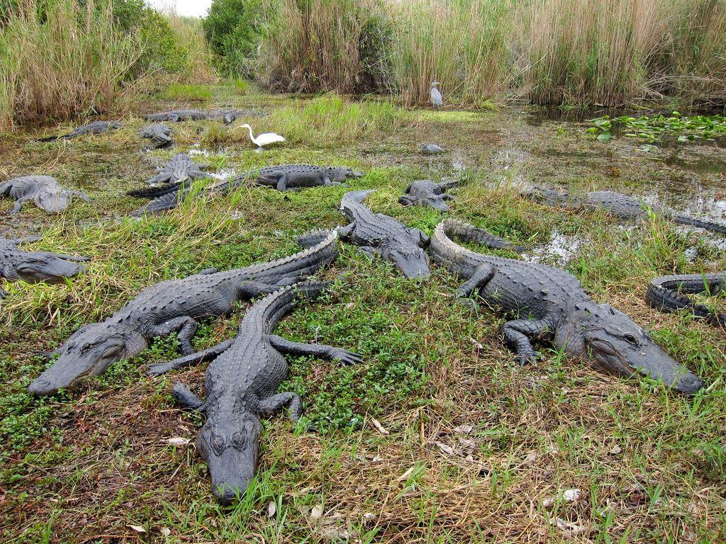 Intriguing Everglades Itinerary
