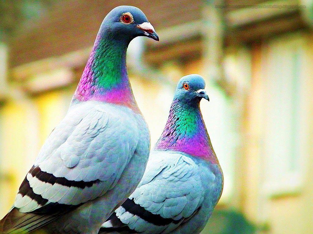 Beautiful Wallpapers for Desk 4K pigeon wallpapers hd