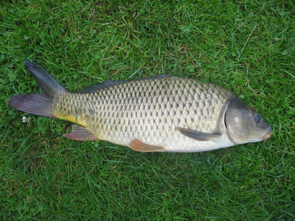 Common carp photos and wallpapers Nice Common carp pictures