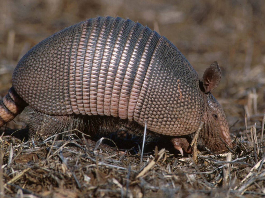 Commom long nosed armadillo